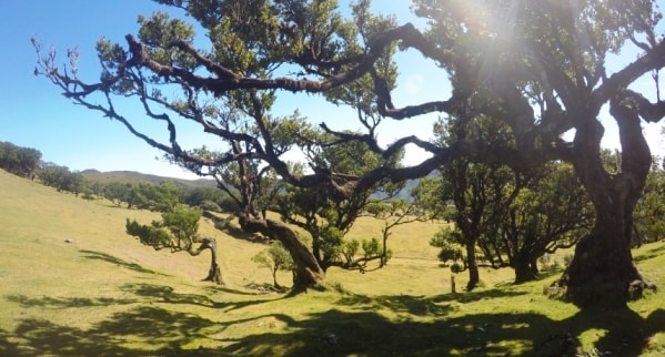 Madeira Island Nature mini